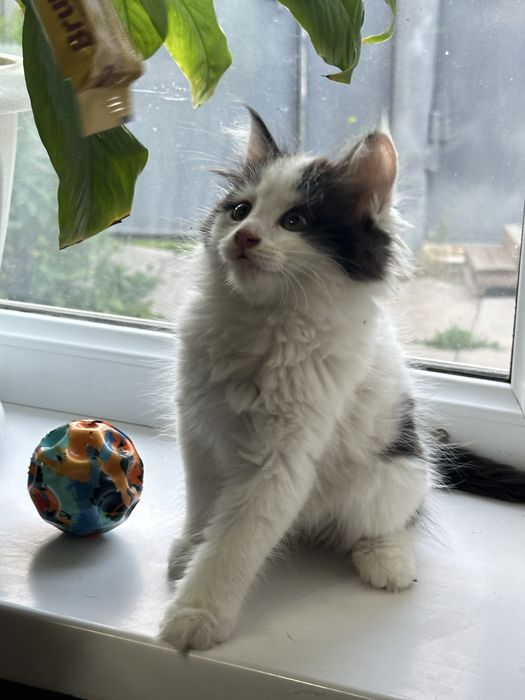 Котенок мальчик с сердечком на шерсти