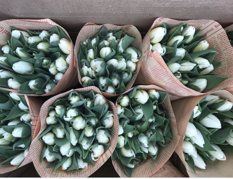 Тюльпаны по оптовый цене 200-250тг