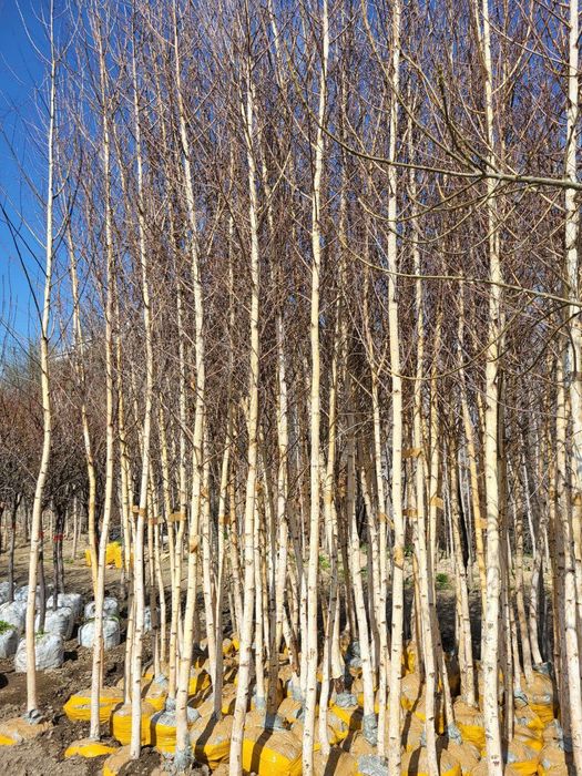 Берёза (la betula)