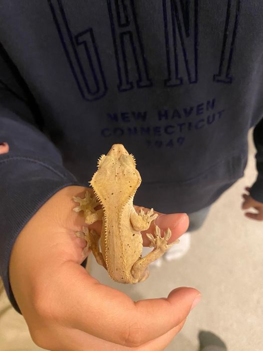 soparla geko cu creasta maro