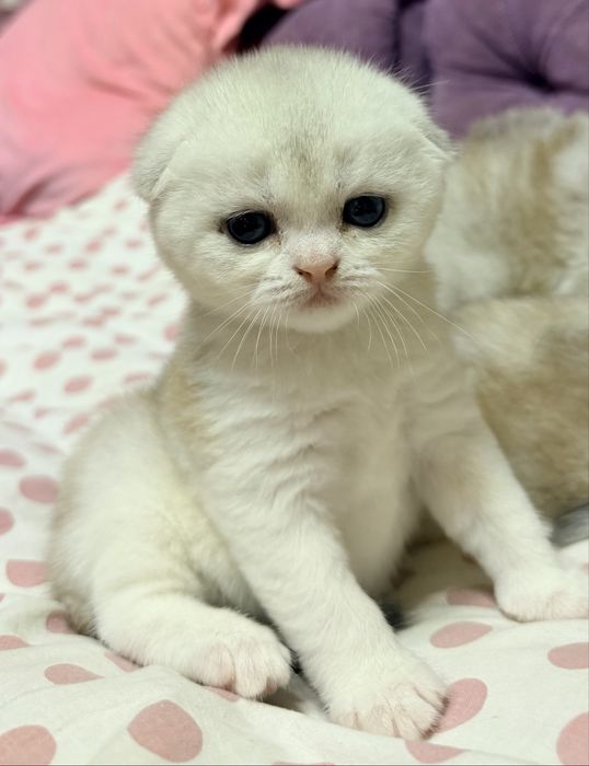 Шотланский Скоттиш Фолд! Колорная Шиншилла!