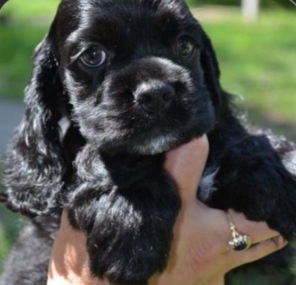 Щенки Американского кокер спаниеля.