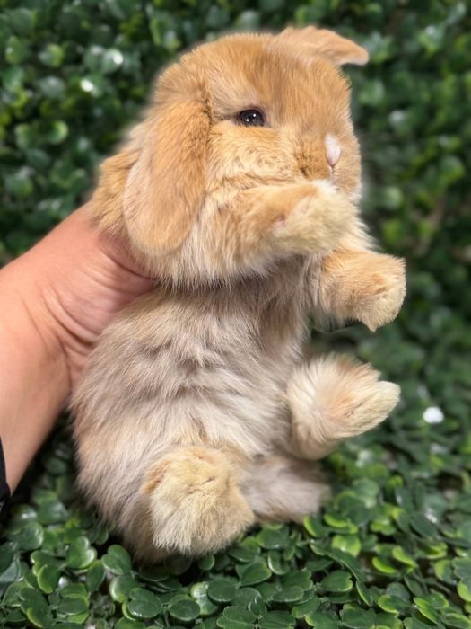 Қуён болалари.    .