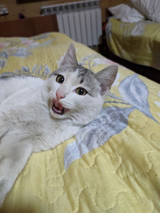 Котик ищет дом, пожалуйста