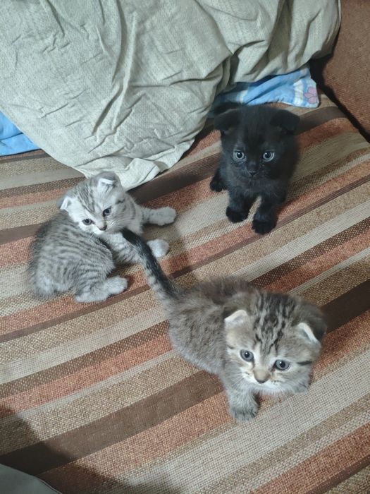Отдам котят в добрые руки!