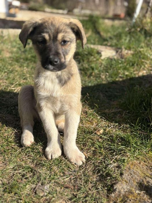 Малки кученца търсят своя дом