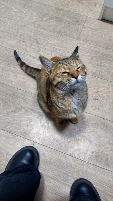 Кошка кошка кошка