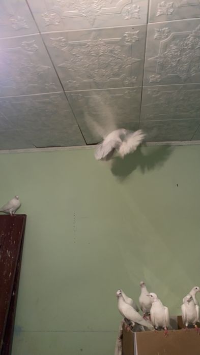 Гарантия 16 ггпрор