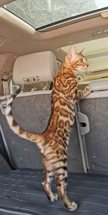 Бенгальский кот для врезки