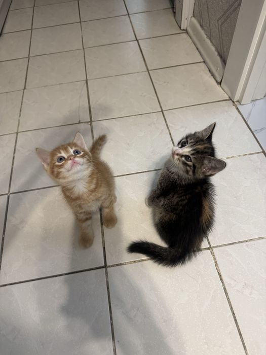 Отдам котят в хорошие руки