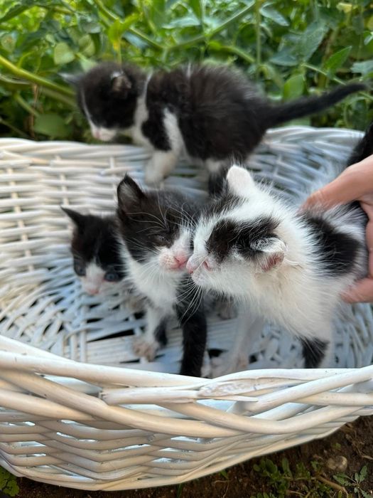Отдам котят в добрые руки