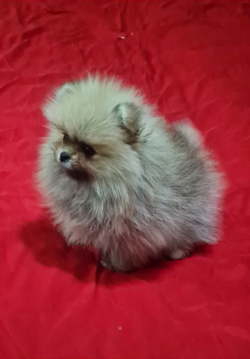 Померан мини женско
