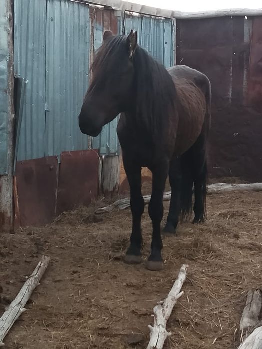 Бести айгыр сатылады