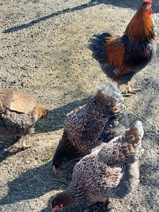 Oua pt incubat.5 lei/buc