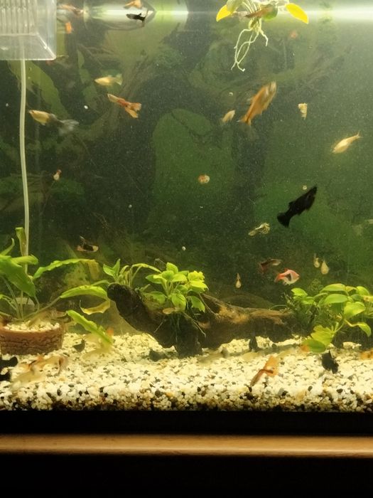 Аквариумные  рыбки