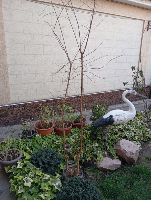 Индийская сирень.