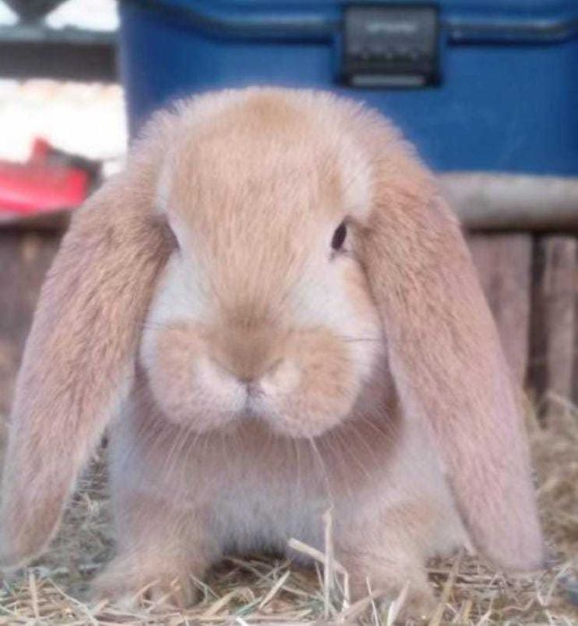 Iepure berbec german Si California