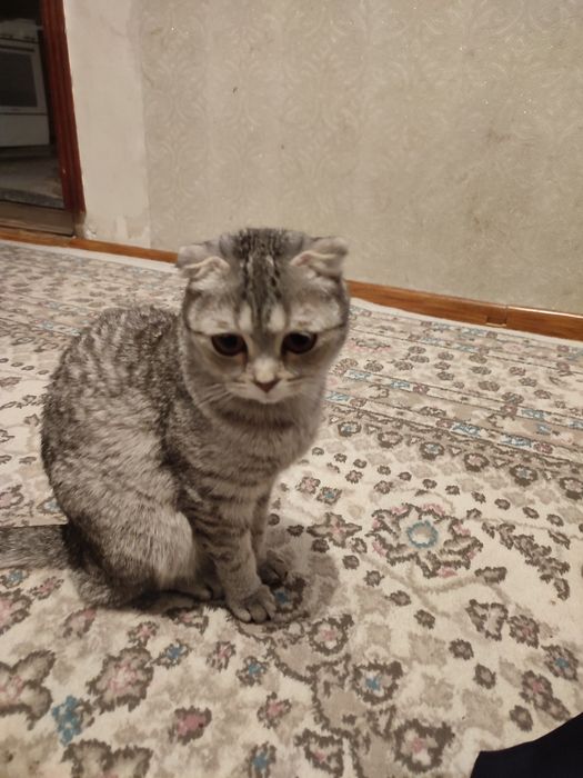 Отдам в хорошие руки
