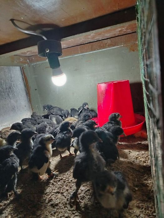 Жужалар ,juja, цыплята 20кунли , домашние, хонаки