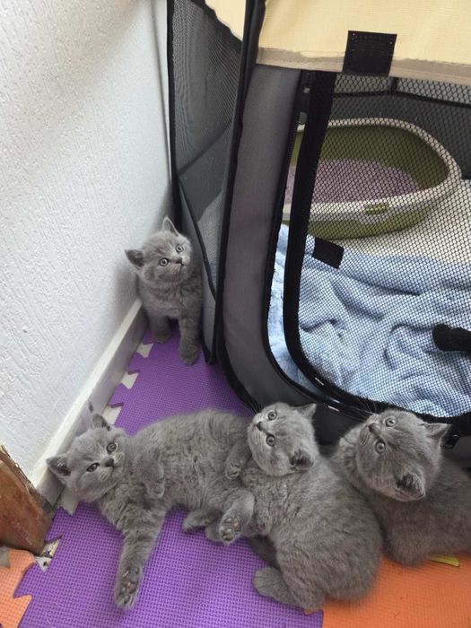 Британски късокосмести котета