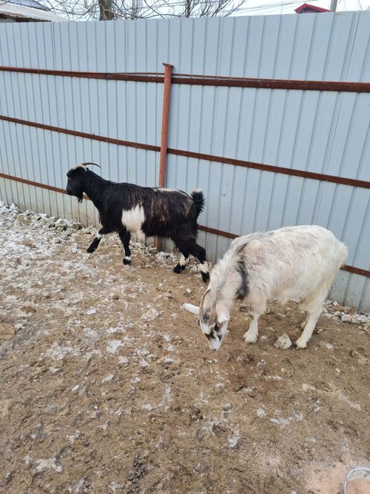 Capre gestante de vanzare