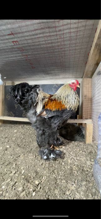 Инкубационные яйца Брама