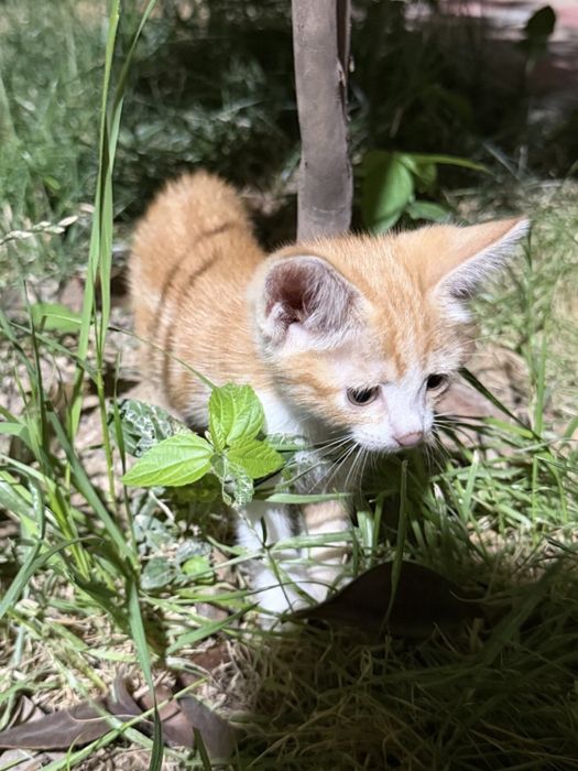 Котенок девочка в добрые руки