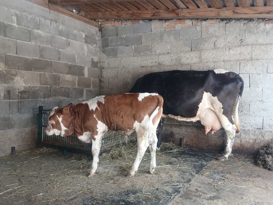 Vaca de lapte cu vitel !