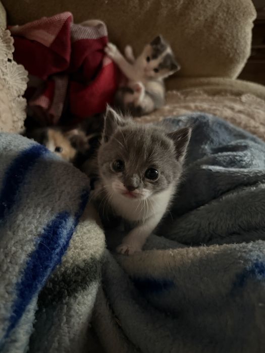 Отдам котят бесплатно