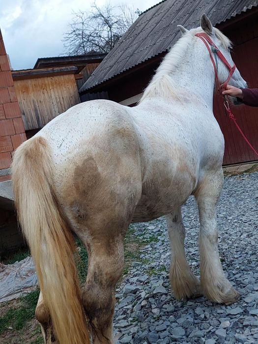 De vânzare iapa de 8 Anii