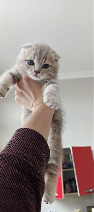 Skotish fold o’gil bolasi 2 oylik