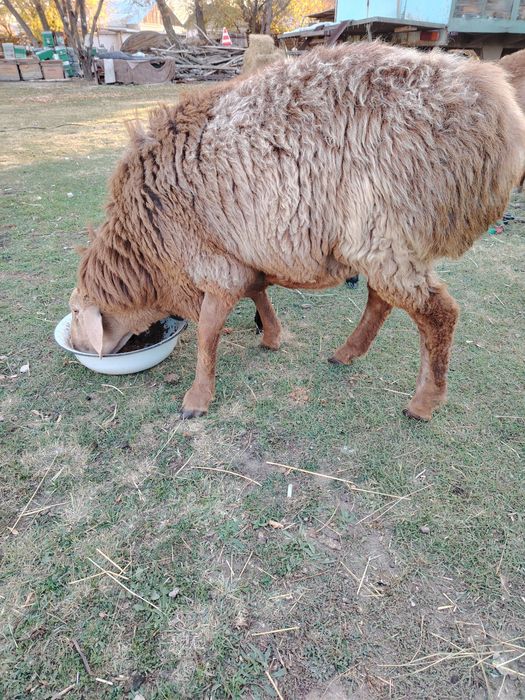 Продам, продам, продам