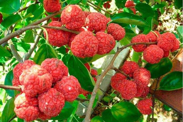 Кудрания клубничное дерево