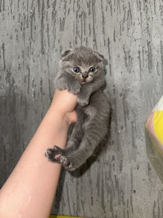 skotish fold 3ta og'il 1ta qiz 1.5oylik sotiladi