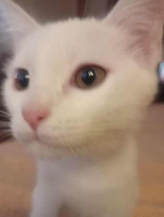 Котенок - девочка ищет  себе новый дом.