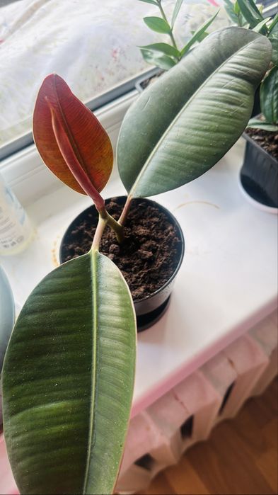 Продам фикусы зеленые и пестрые