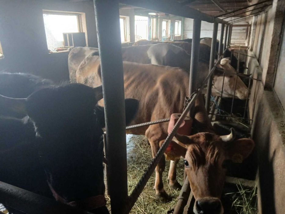 Продавам крави и юници преди отелване