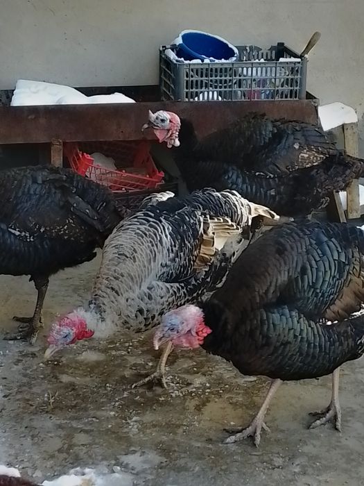 Kurkalar sotiladi 4ta moda 4ta xurozi narxi  400 modalari 500 narlari