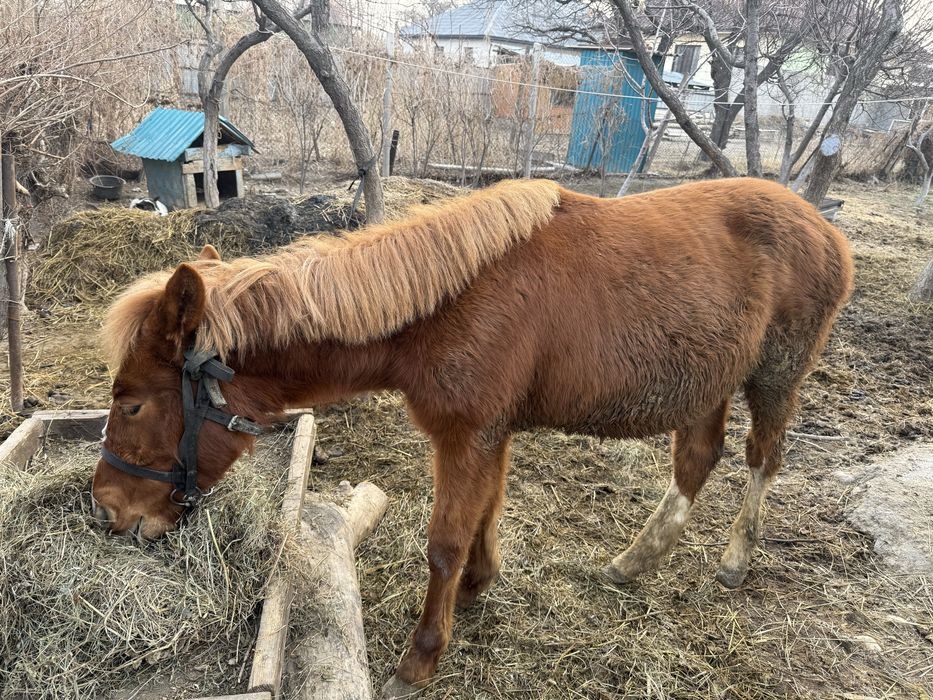 Срочна тай сатылады 1 жасар
