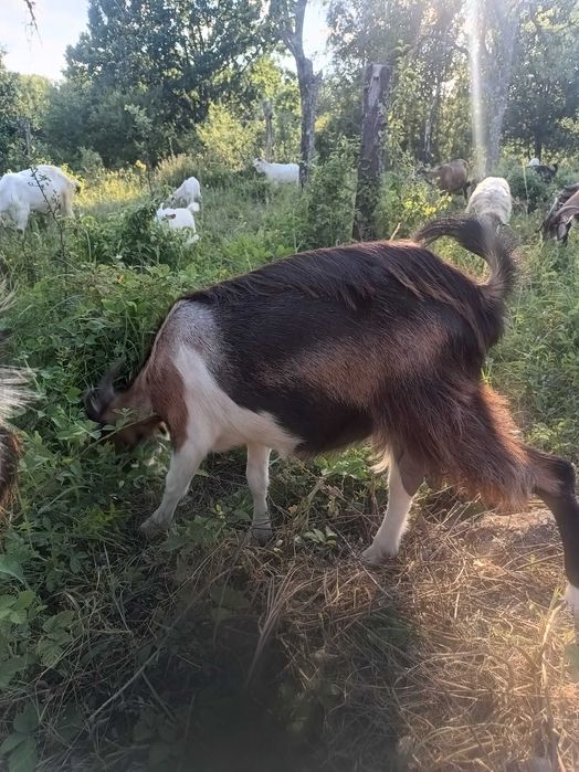 Capra metis alpin francez cu saanen ,1 an jumate