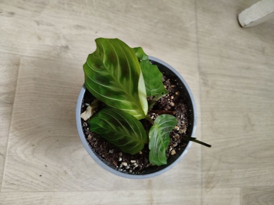 Комнатные цветы разные