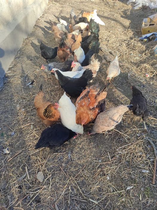 Продам кур несушек молодые