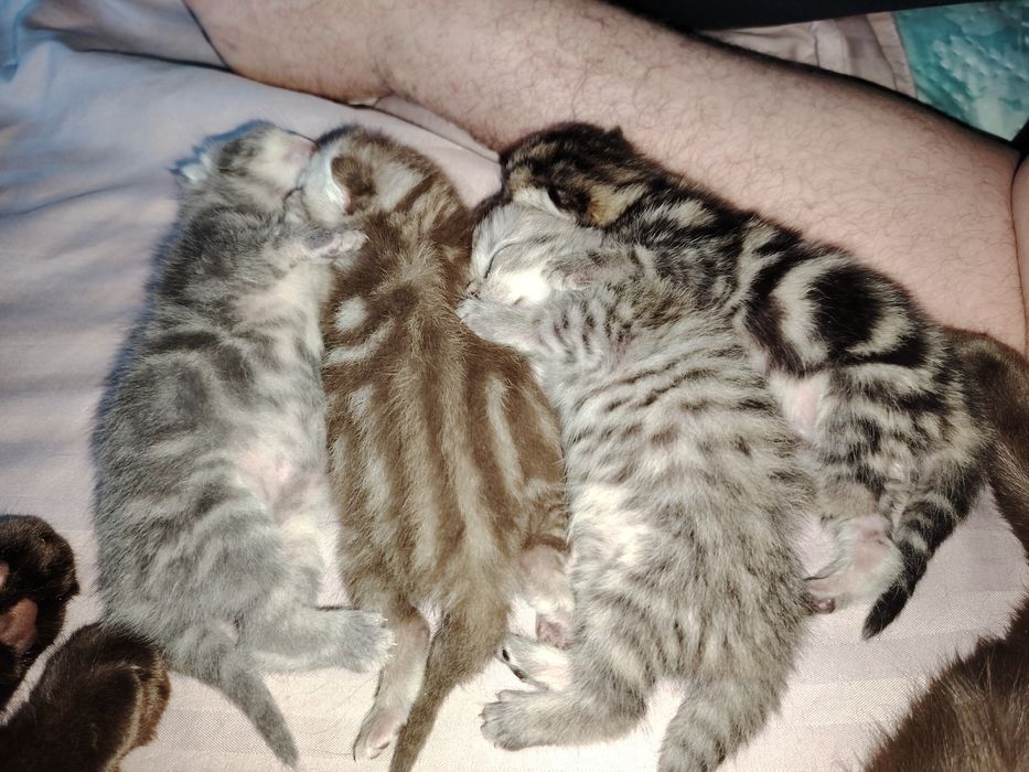 Котята на продажу
