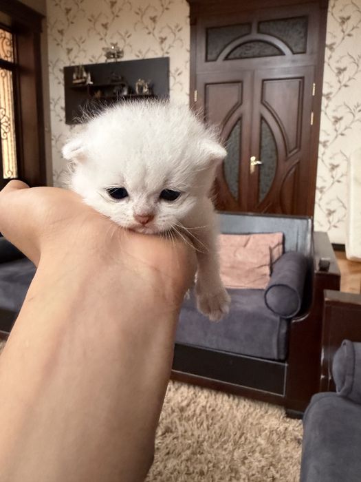 Серебристая шиншила