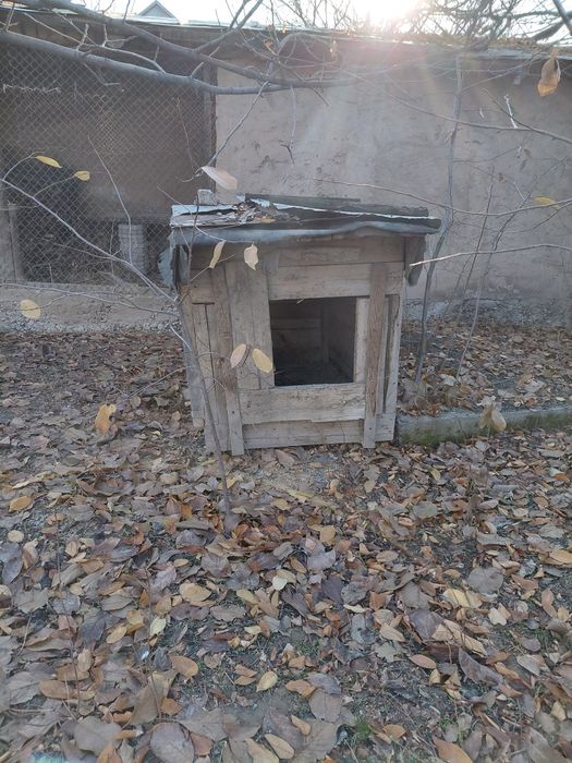 Сабачи домик бальшои