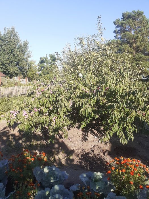 Продам дачу в садовом обществе "Мичуринец"