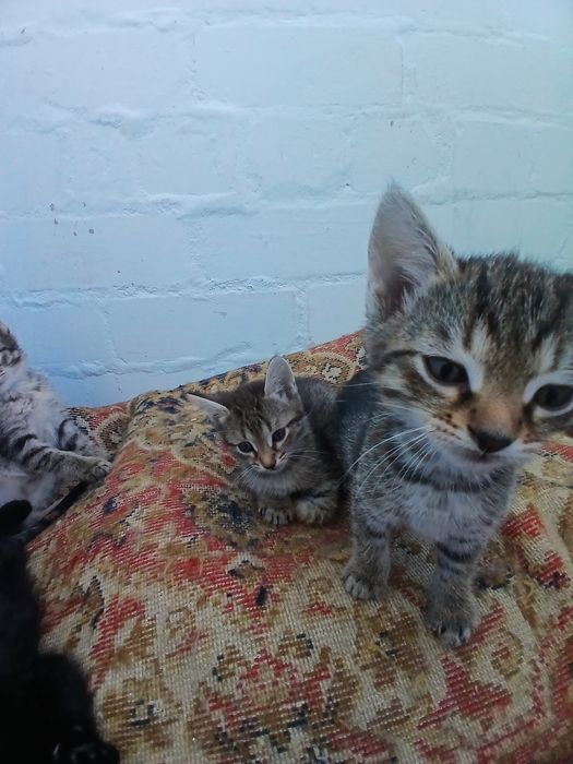 Котятки в любящие руки