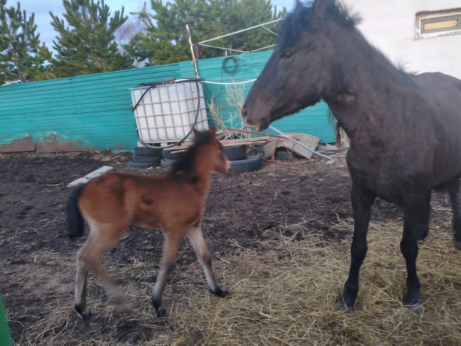 Кобыла с жеребенком