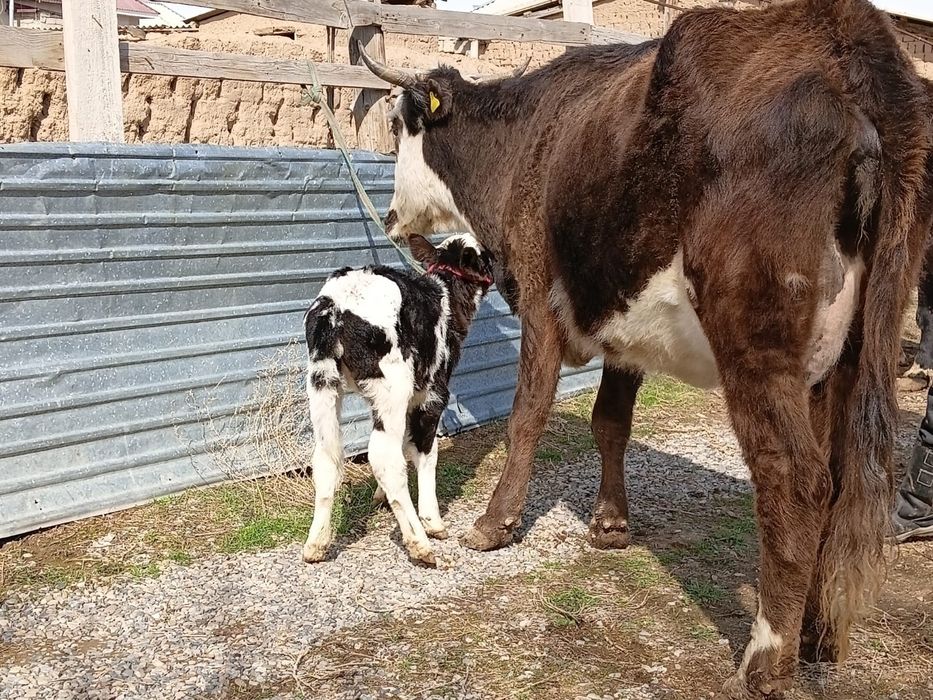 Бұзаулы сиыр сатылады.