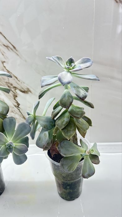 Сукуленты каменная роза